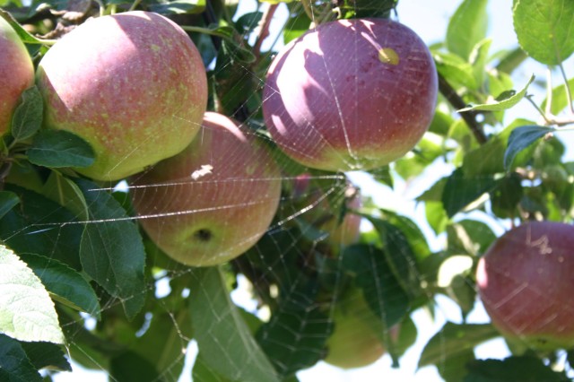 Click for original image 243k 1229x819